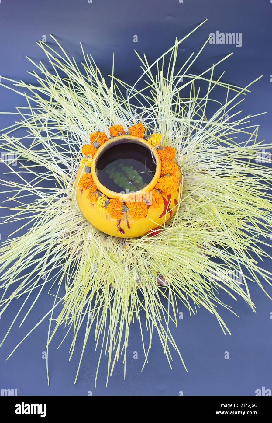 Detox Food Superfood Green Bio Gerste Sprout Gras. Trend der Gesundheit. Frisches grünes Bio-Weizengras Stockfoto