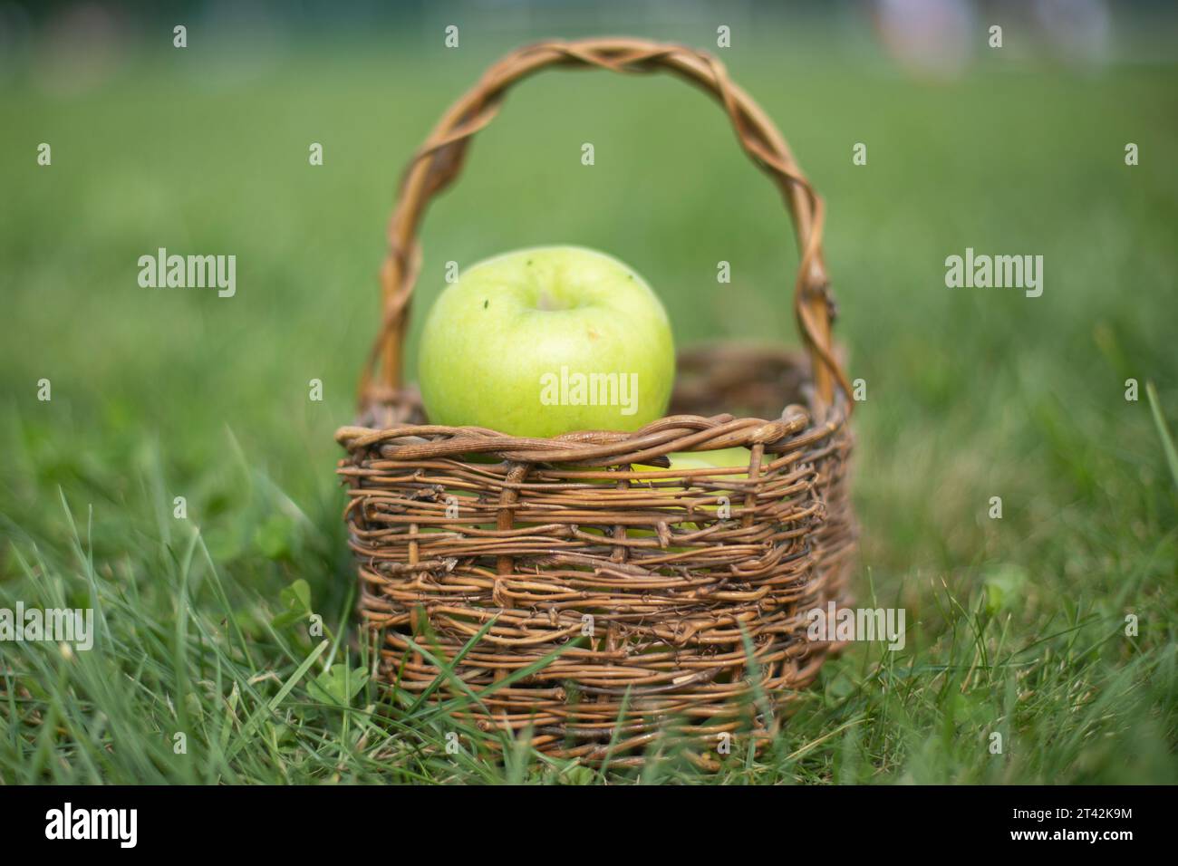 Grüne Äpfel im Korb. Kleiner Korb mit Äpfeln. Früchte im Herbst. Details Zum Dorf. Gesunde Ernährung. Stockfoto