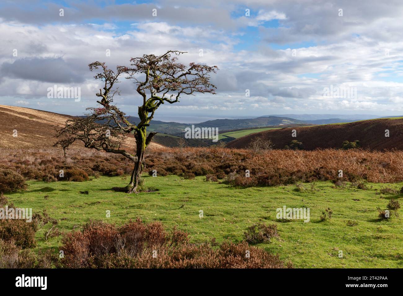 Weißdornbaum auf Exmoor mit Herbstfarben und Fernsicht Stockfoto