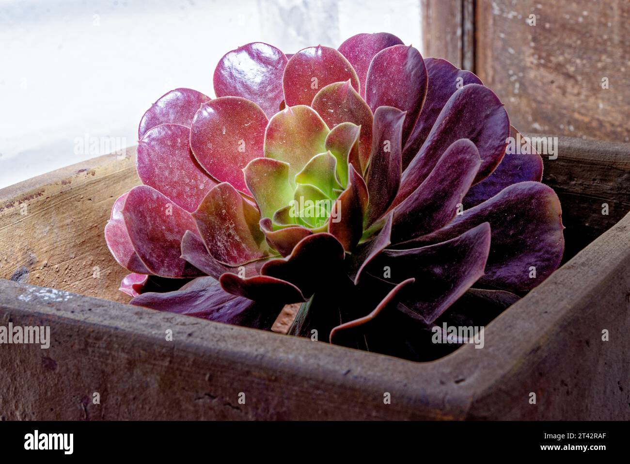 Aeonium - allgemeiner Name Purple Rose Tree lateinischer Name Aeonium Arboreum Atropurpureum - Kanarische Inseln, Fuerteventura, Spanien Stockfoto