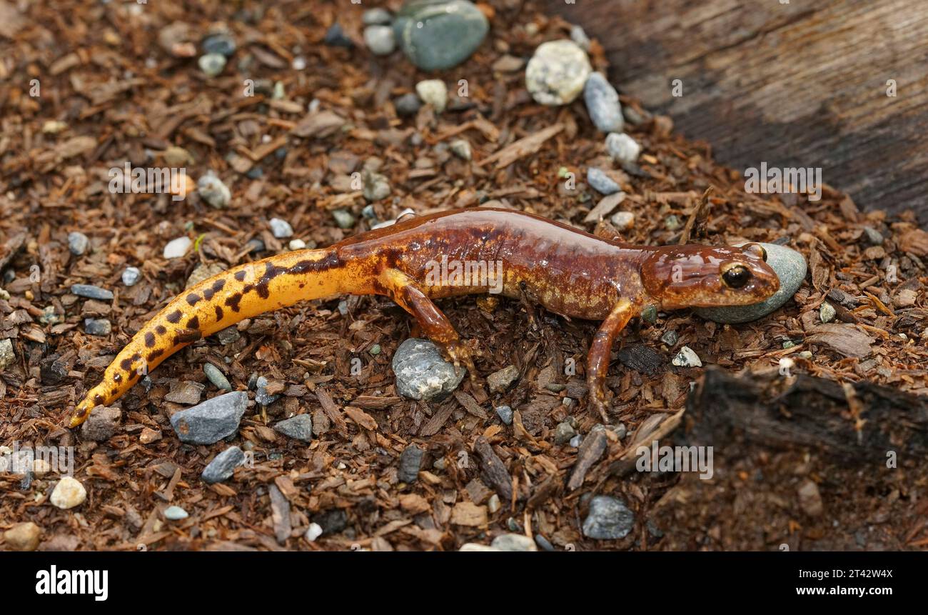 Natürliche Nahaufnahme eines Mannes des nordkalifornischen Ensatina escholtzii picta Salamander Stockfoto