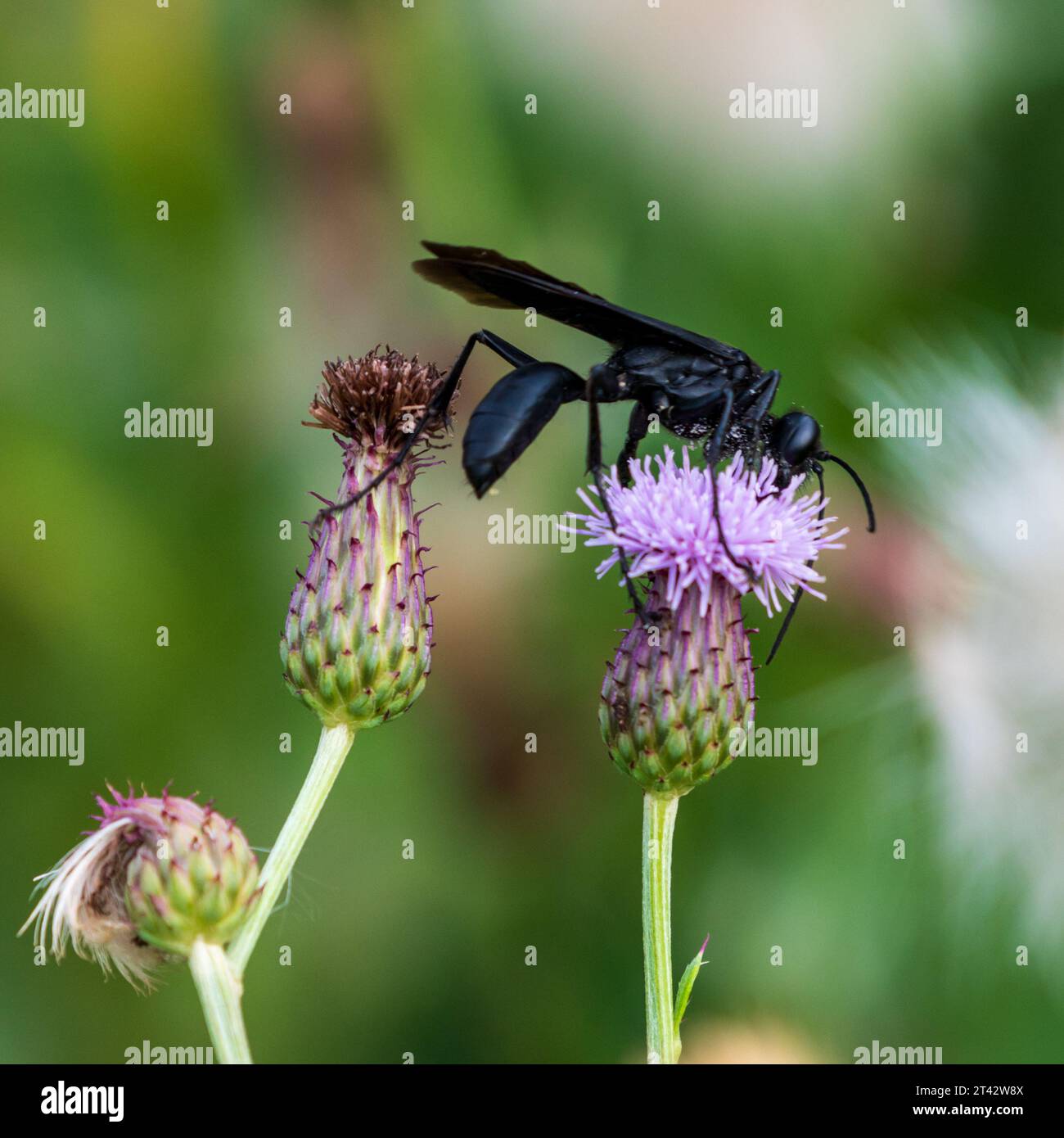 Großer Schwarzer Wasp schlürft Nektar von einer Feldhistle Stockfoto