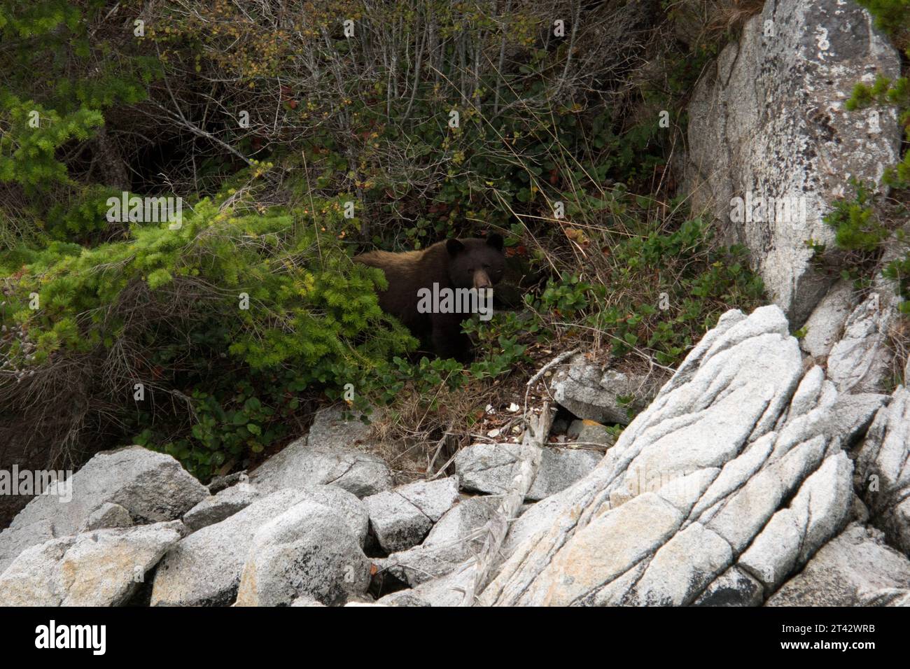 American Black Bear an der Küste von Knight Inlet im regionalen Bezirk Mount Waddington in Kanada. Stockfoto