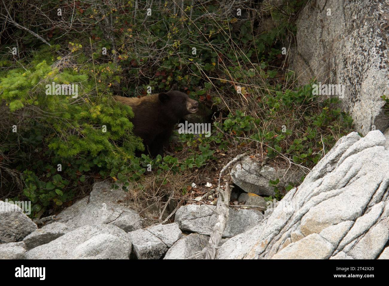American Black Bear an der Küste von Knight Inlet im regionalen Bezirk Mount Waddington in Kanada. Stockfoto