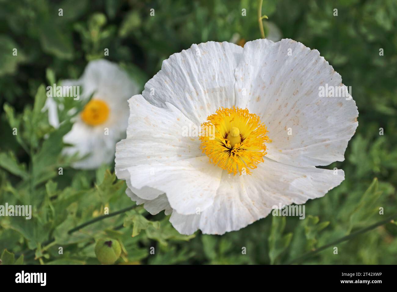 Matilija Mohnblumen Stockfoto