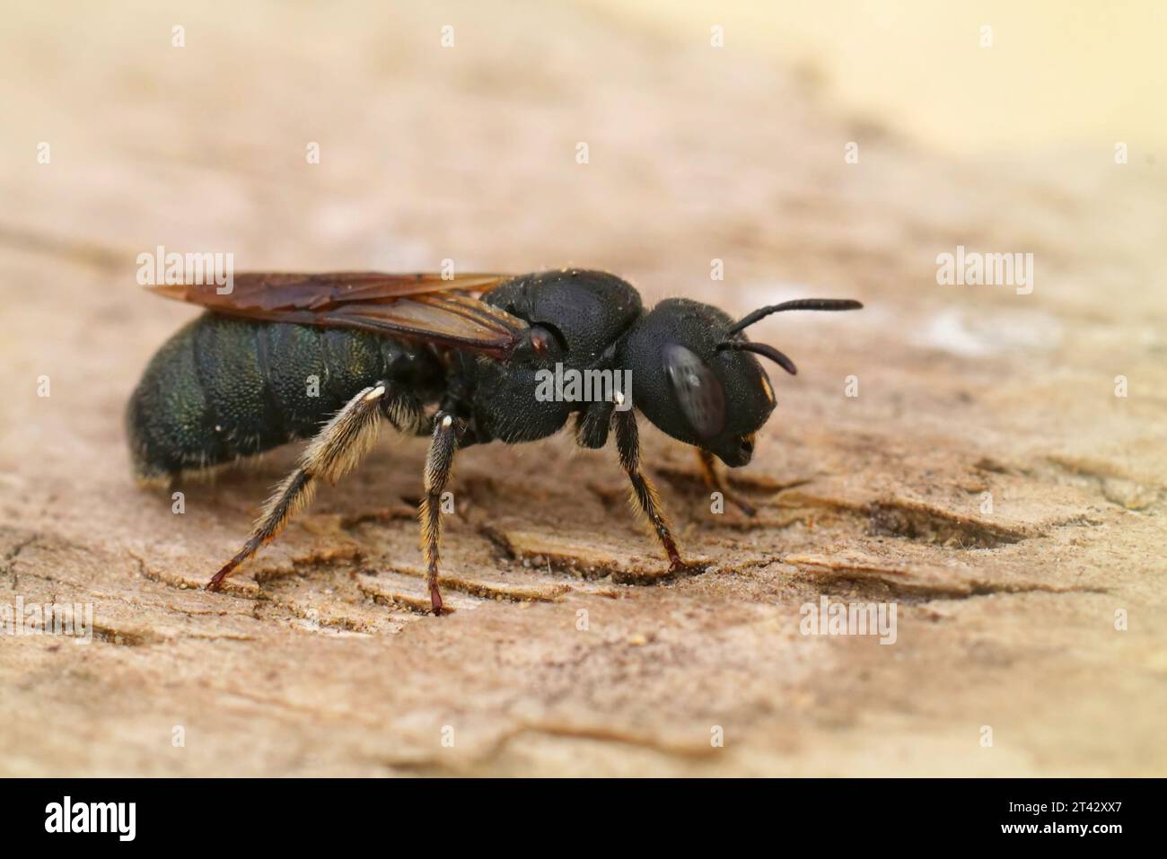 Detaillierte Nahaufnahme einer recht großen mediterranen kleinen Zimmerbiene, Ceratina Chalcites Stockfoto