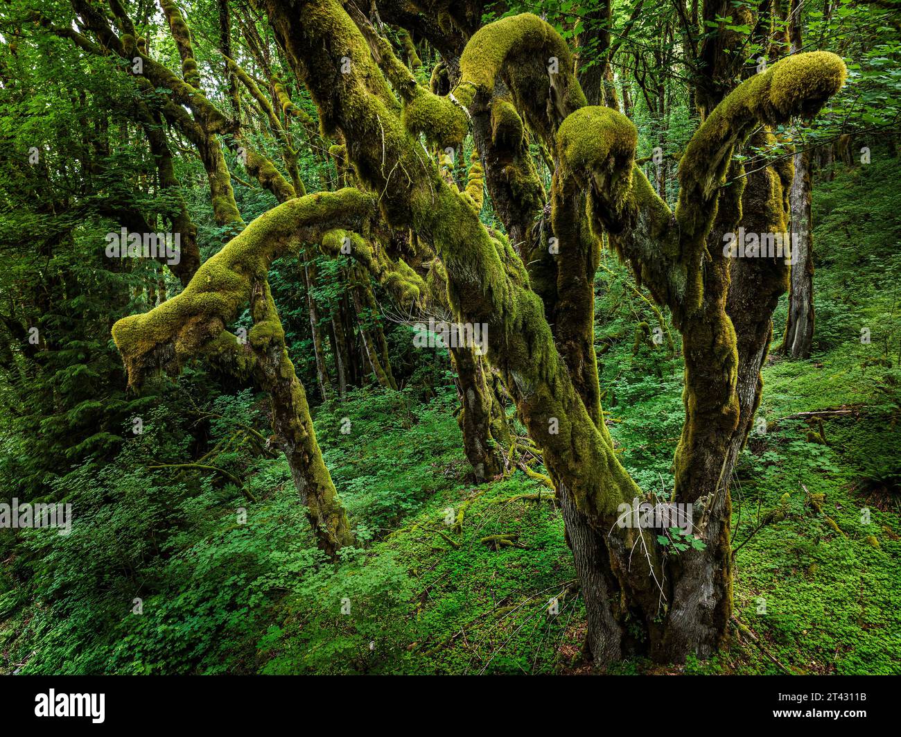 Nahaufnahme von moosbedeckten Bäumen in einer Waldlandschaft in der Nähe des Mt Baker, Washington, USA Stockfoto
