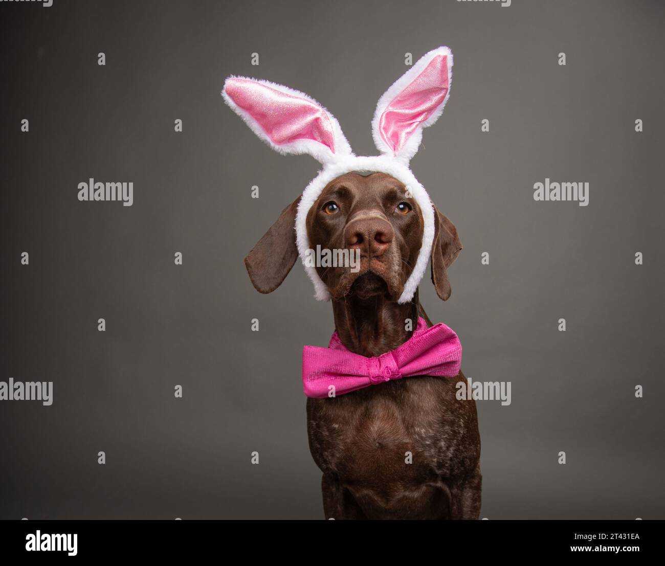 Porträt eines deutschen kurzhaarigen Zeigerhundes mit Osterhasenohren und Fliege Stockfoto