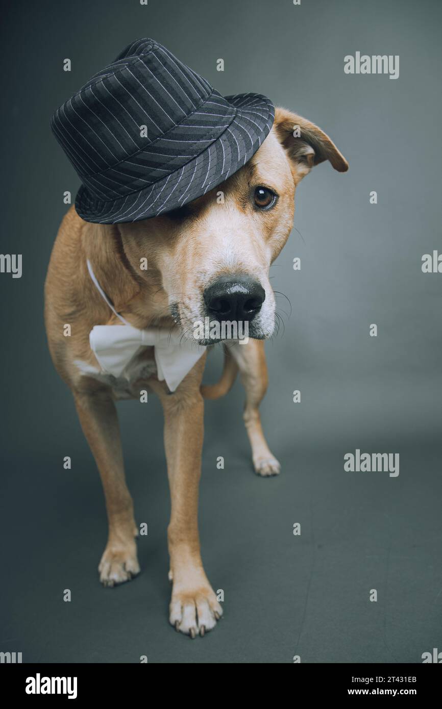 Porträt eines gelben labrador-Retrievers mit Trilby-Hut und Fliege Stockfoto