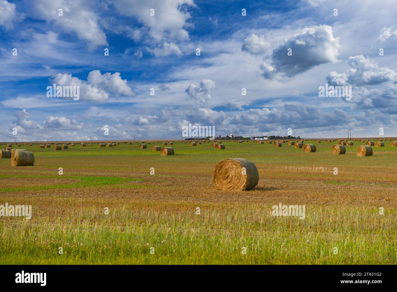 Heuballen auf einem Feld, British Columbia, Kanada Stockfoto