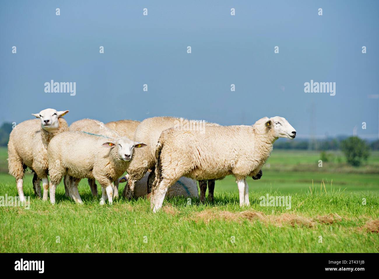 Schafherde in einem Deich im Sommer, Ostfriesland, Niedersachsen, Deutschland Stockfoto
