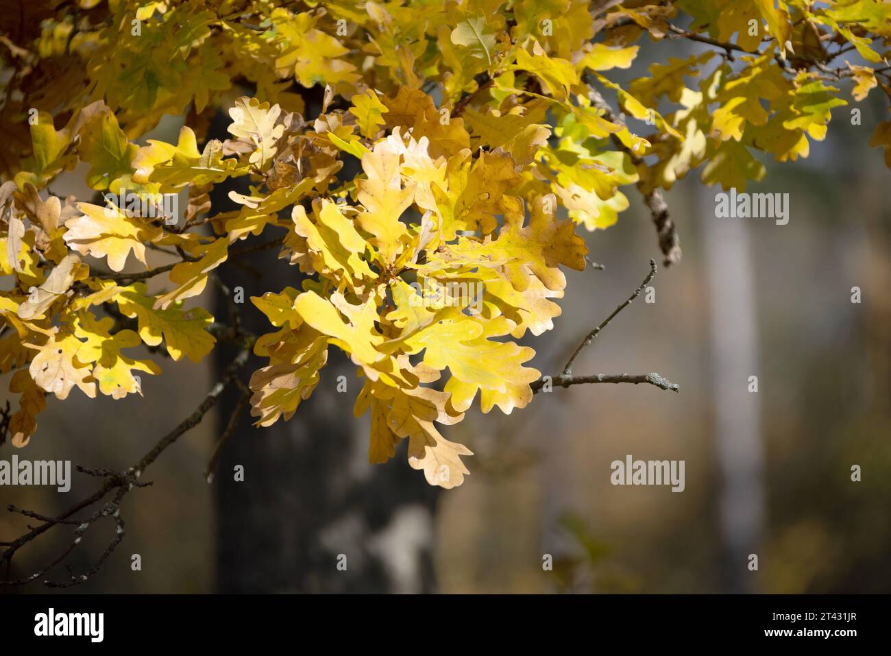 Herbstwald an einem sonnigen Septembertag. Ein Eichenzweig mit hellgelben Blättern ist im Fokus. Schöne helle Farben des Herbstes. Selektiver Fokus Stockfoto