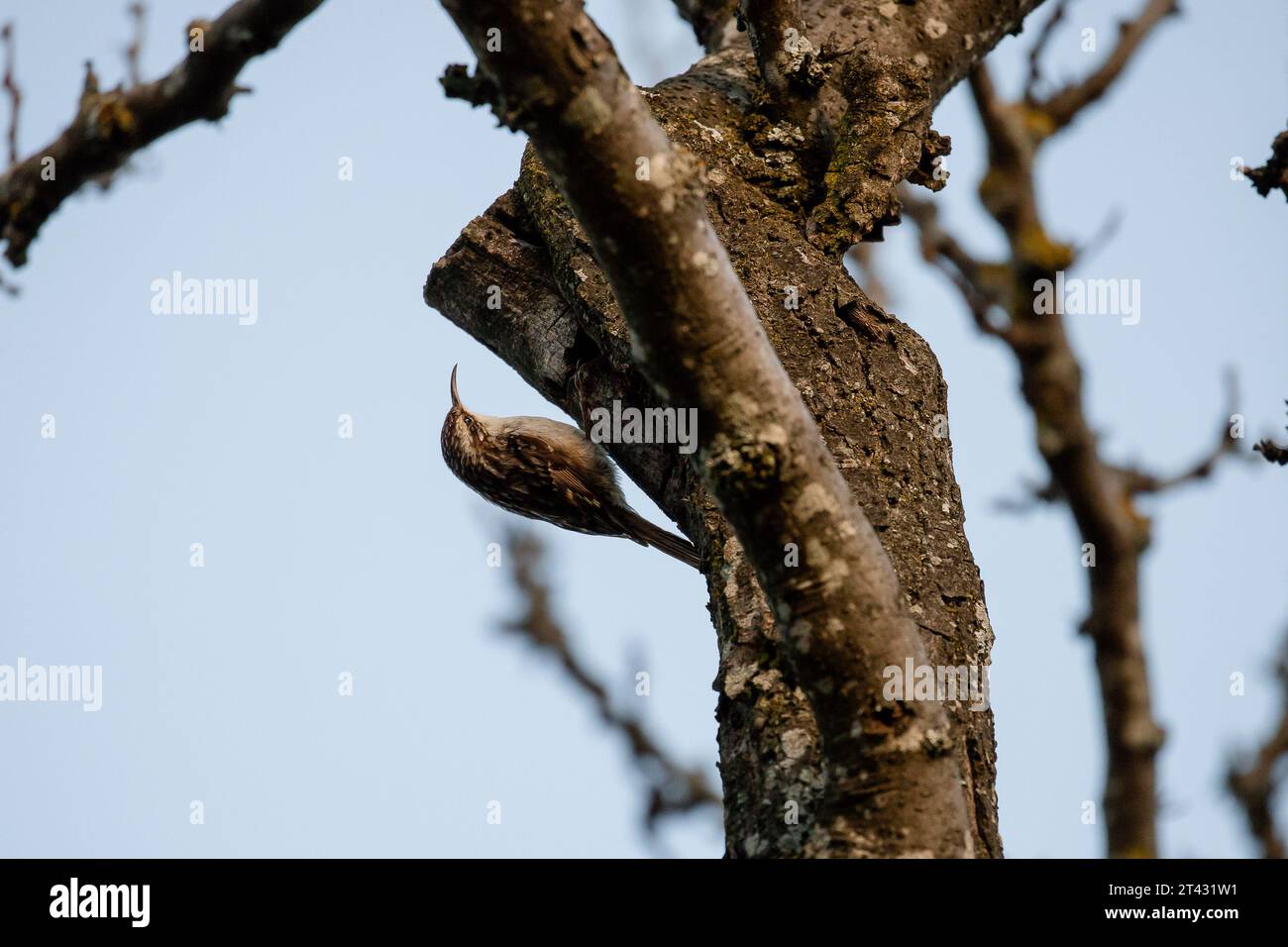 Wunderschöner erwachsener eurasischer Baumstamm, getarnt auf dem Stamm eines Baumes in Madrid bei Sonnenuntergang Stockfoto