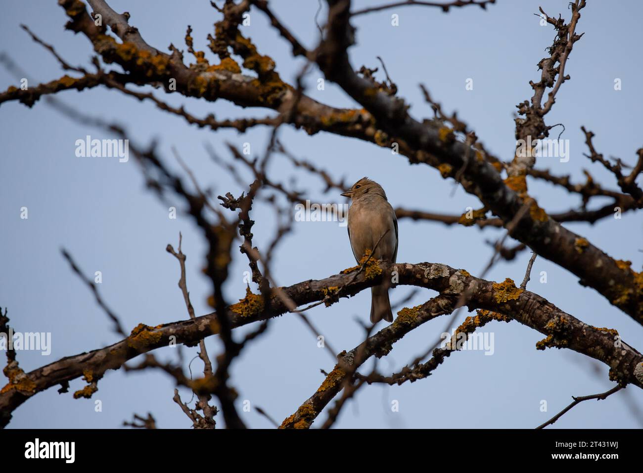 Schöne weibliche Kaffinchen, die auf einem Ast in Madrid thront Stockfoto