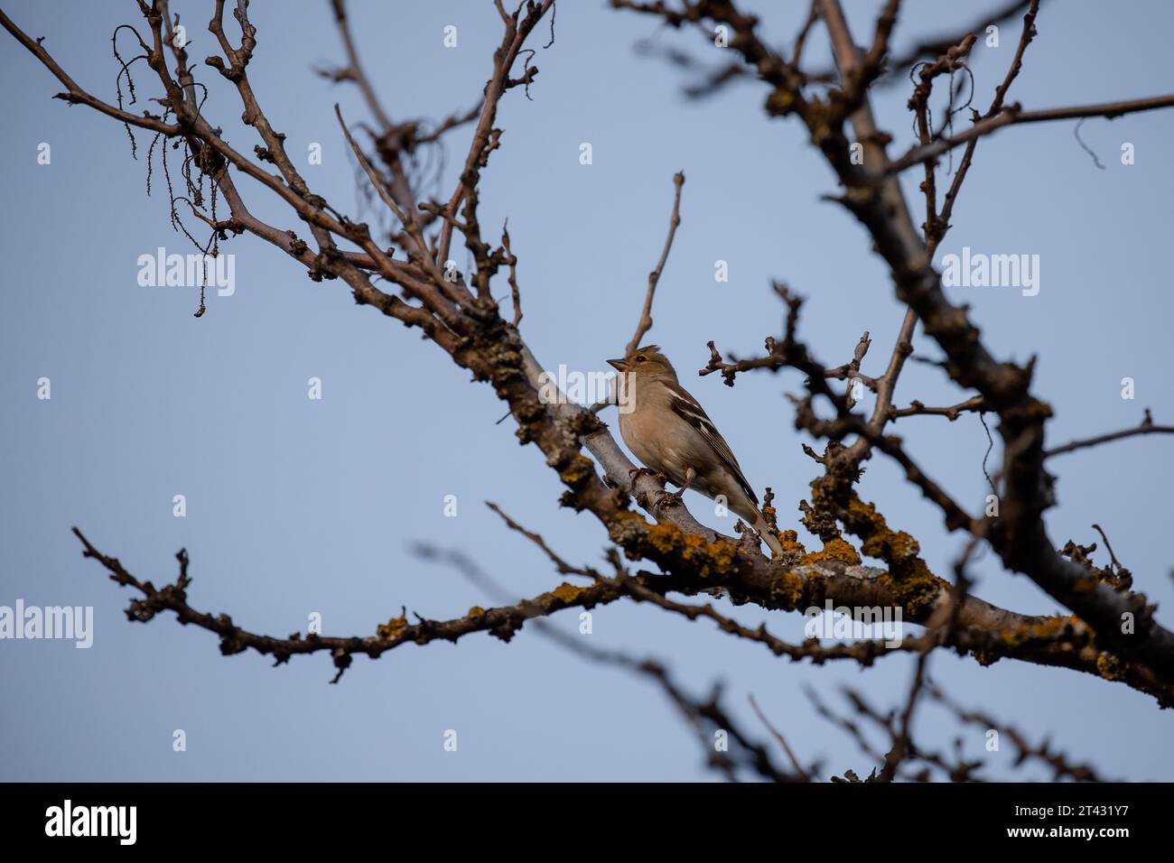 Schöne weibliche Kaffinchen, die auf einem Ast in Madrid thront Stockfoto