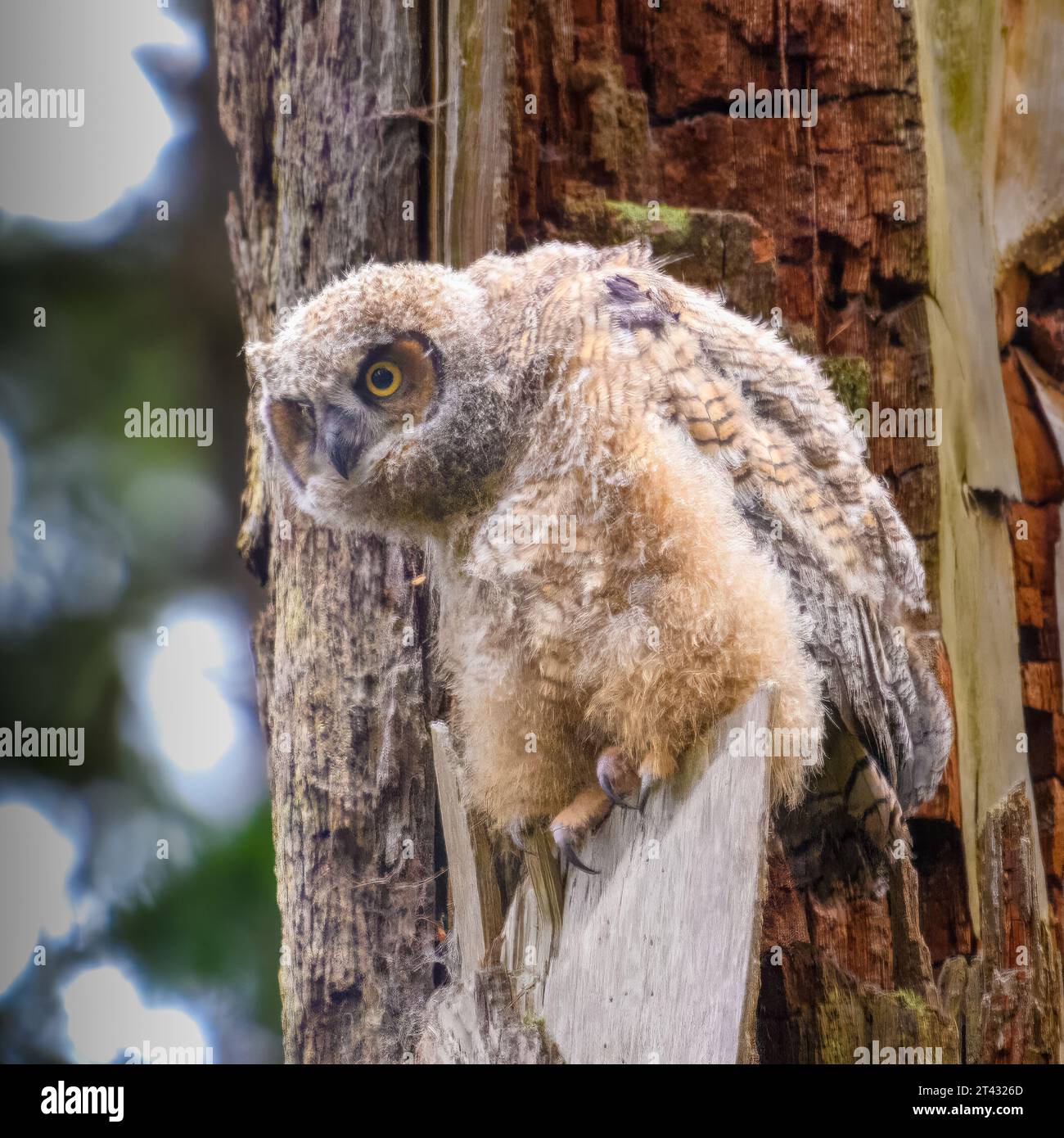 Nahaufnahme eines Eulens auf einem Baum, British Columbia, Kanada Stockfoto