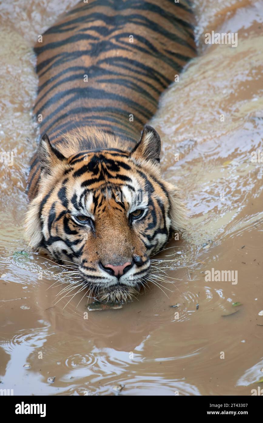 Blick von oben auf einen Tiger, der in einem Fluss in Indonesien schwimmt Stockfoto