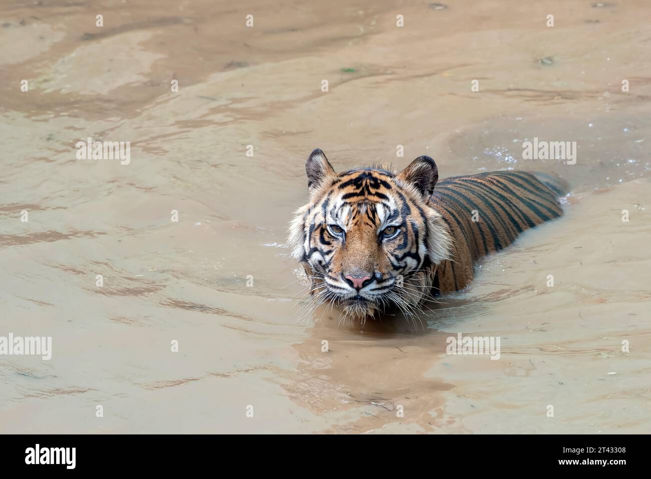 Nahaufnahme eines Tigers, der in einem Fluss in Indonesien schwimmt Stockfoto