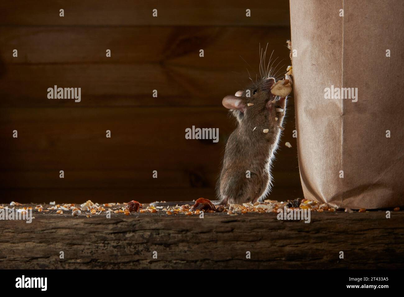 Hausmaus (Mus musculus), Greater Manchester, UK. Ich esse Vogelfutter aus dem Loch, das in der Tasche gekaut wurde. Stockfoto