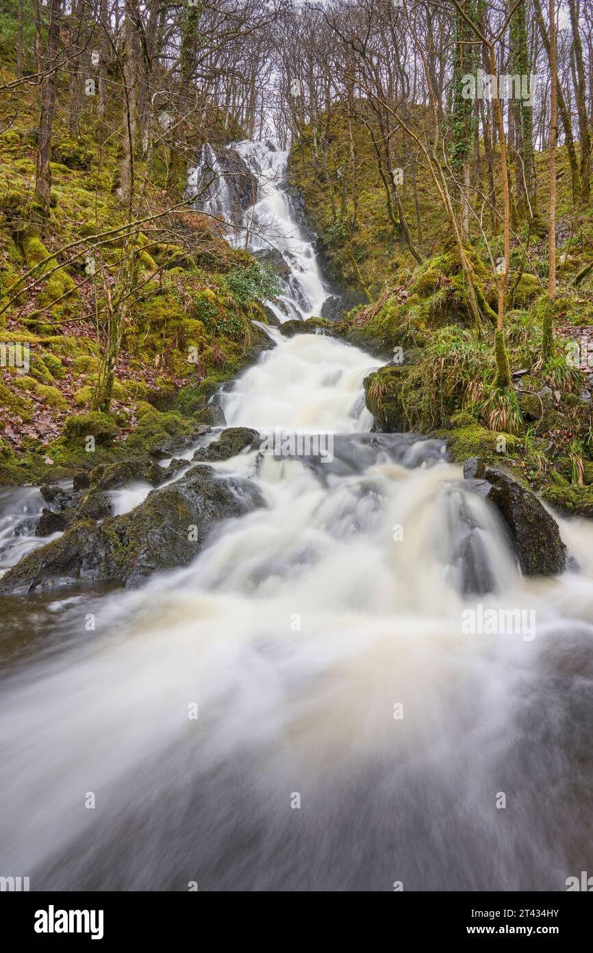 Wasserfall und Eichenwald. Holz von Cree, Dumfries und Galloway. Schottland. März 2023 Stockfoto