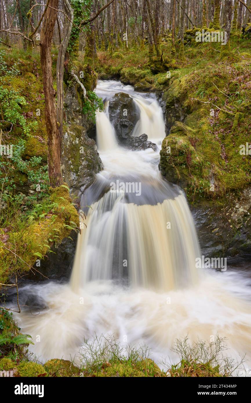 Wasserfall und Eichenwald mit epiphytischen Farnen. Holz von Cree, Dumfries und Galloway. Schottland. März 2023 Stockfoto