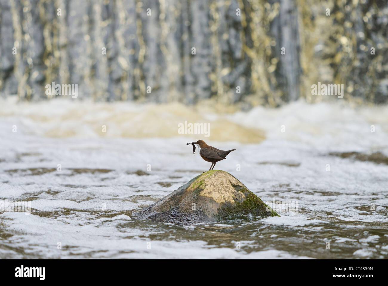 Weißkehlenlapper (Cinclus cinclus), River Tame, Greater Manchester. April 2023. Nest auf einer Mauer neben einem Wehrwerk bauen. Stockfoto