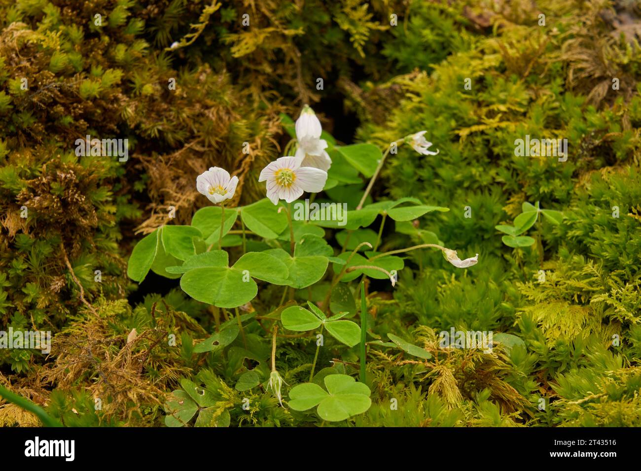 Sauerampfer (Oxalis acetosella) im Eichenwald. Carstamon Wood, Dumfries und Galloway, Schottland. Mai 2023 Stockfoto