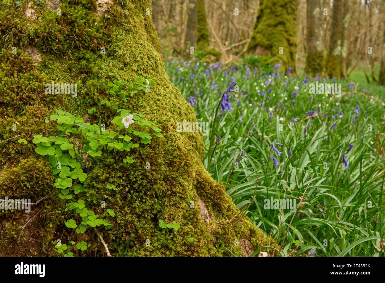 Sauerampfer (Oxalis acetosella) im Eichenwald. Carstamon Wood, Dumfries und Galloway, Schottland. Mai 2023 Stockfoto