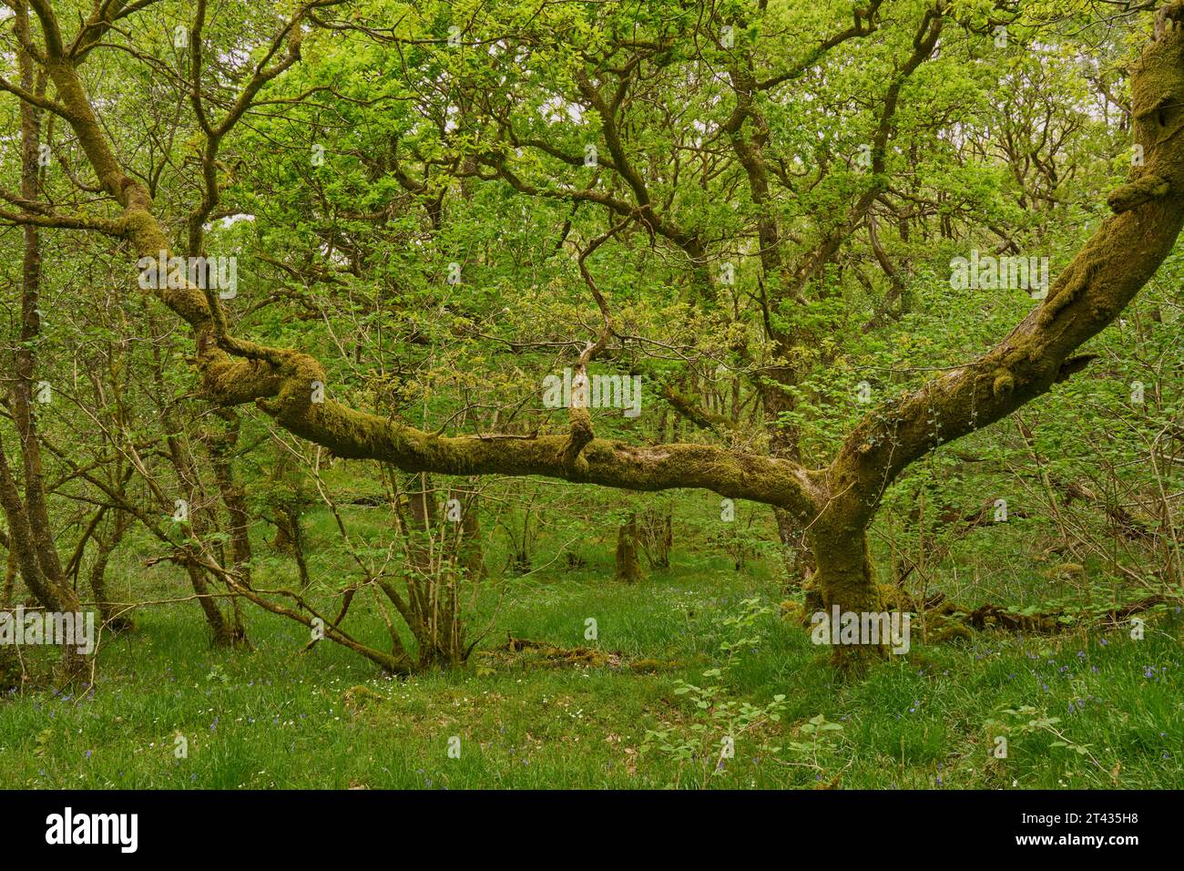 Eichenwald (Quercus robur). Holz von Cree, Dumfries und Galloway. Schottland. Mai 2023. Stockfoto