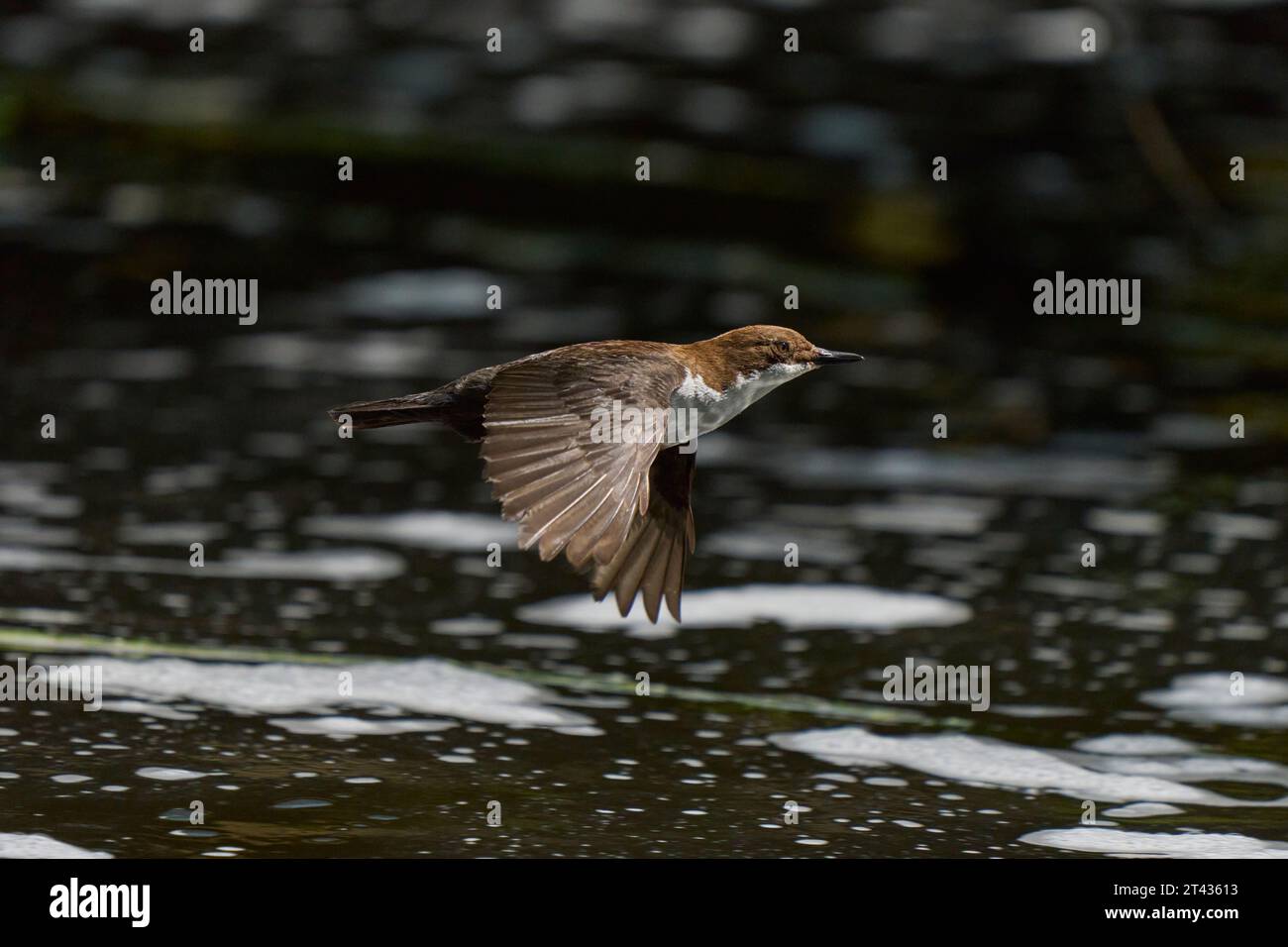 Weißkehlenlapper (Cinclus cinclus), River Tame, Greater Manchester. Mai 2023. Stockfoto