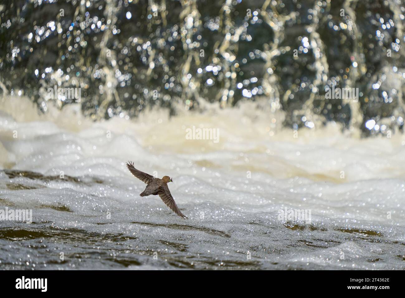 Weißkehlenlapper (Cinclus cinclus), River Tame, Greater Manchester. Mai 2023. Erwachsener mit Futter für Küken. Stockfoto