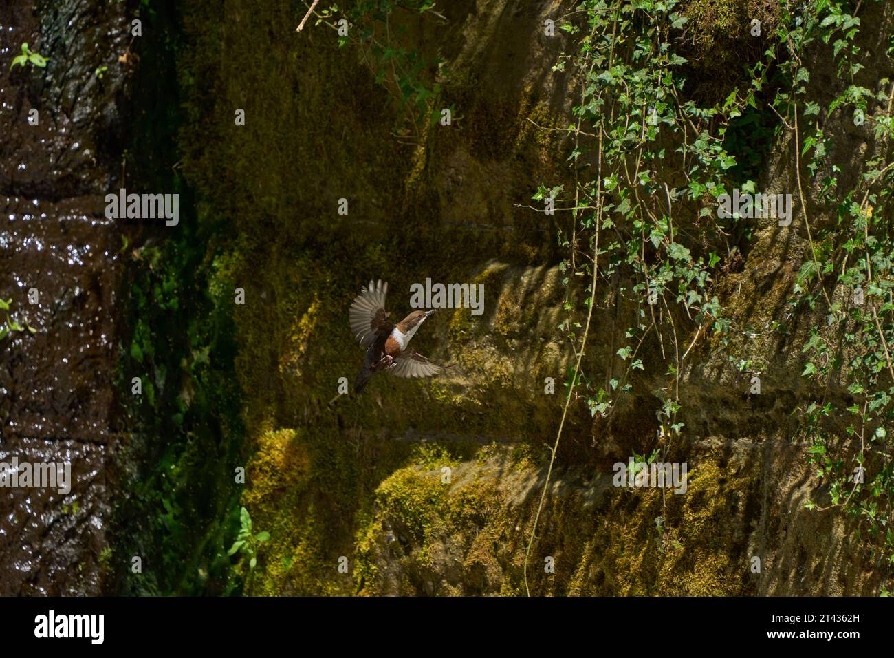Weißkehlenlapper (Cinclus cinclus), River Tame, Greater Manchester. April 2023. Nistet an einer Wand neben einem Wehr. Erwachsener mit Futter für Küken. Stockfoto