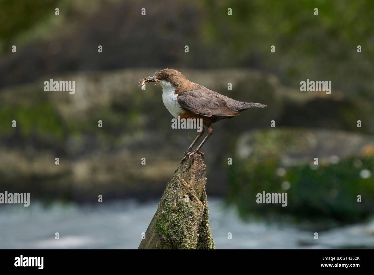 Weißkehlenlapper (Cinclus cinclus), River Tame, Greater Manchester. April 2023. Nistet an einer Wand neben einem Wehr. Erwachsener mit Futter für Küken. Stockfoto