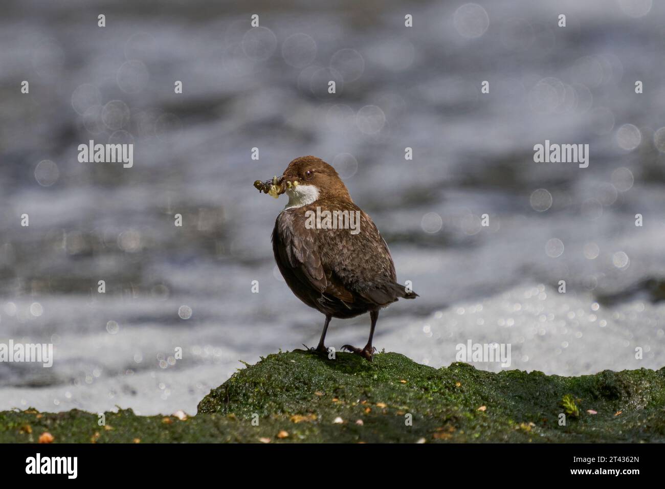Weißkehlenlapper (Cinclus cinclus), River Tame, Greater Manchester. April 2023. Nistet an einer Wand neben einem Wehr. Erwachsener mit Futter für Küken. Stockfoto