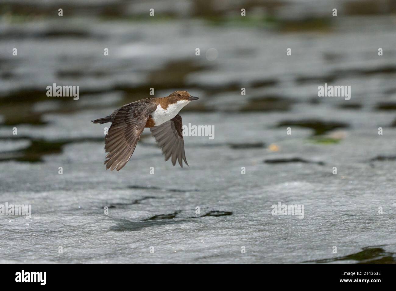 Weißkehlenlapper (Cinclus cinclus), River Tame, Greater Manchester. Mai 2023. Stockfoto