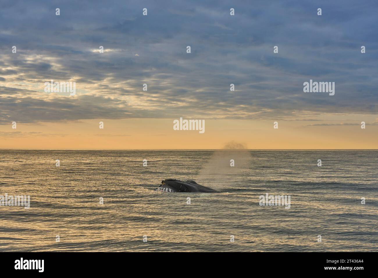 Buckelwal (Megaptera novaeangliae), Húsavík Bay, Skjálfandi, Island. Juni 2023 Stockfoto