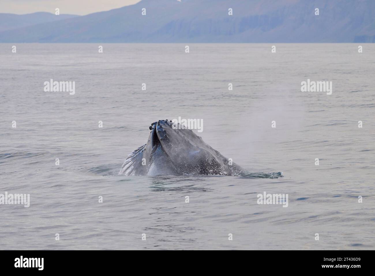 Buckelwal (Megaptera novaeangliae), Húsavík Bay, Skjálfandi, Island. Juni 2023 Stockfoto