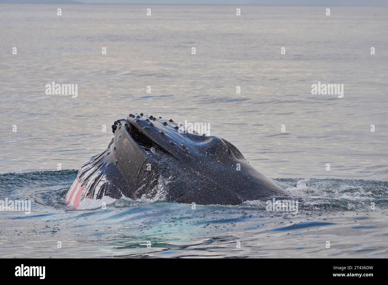 Buckelwal (Megaptera novaeangliae), Húsavík Bay, Skjálfandi, Island. Juni 2023 Stockfoto