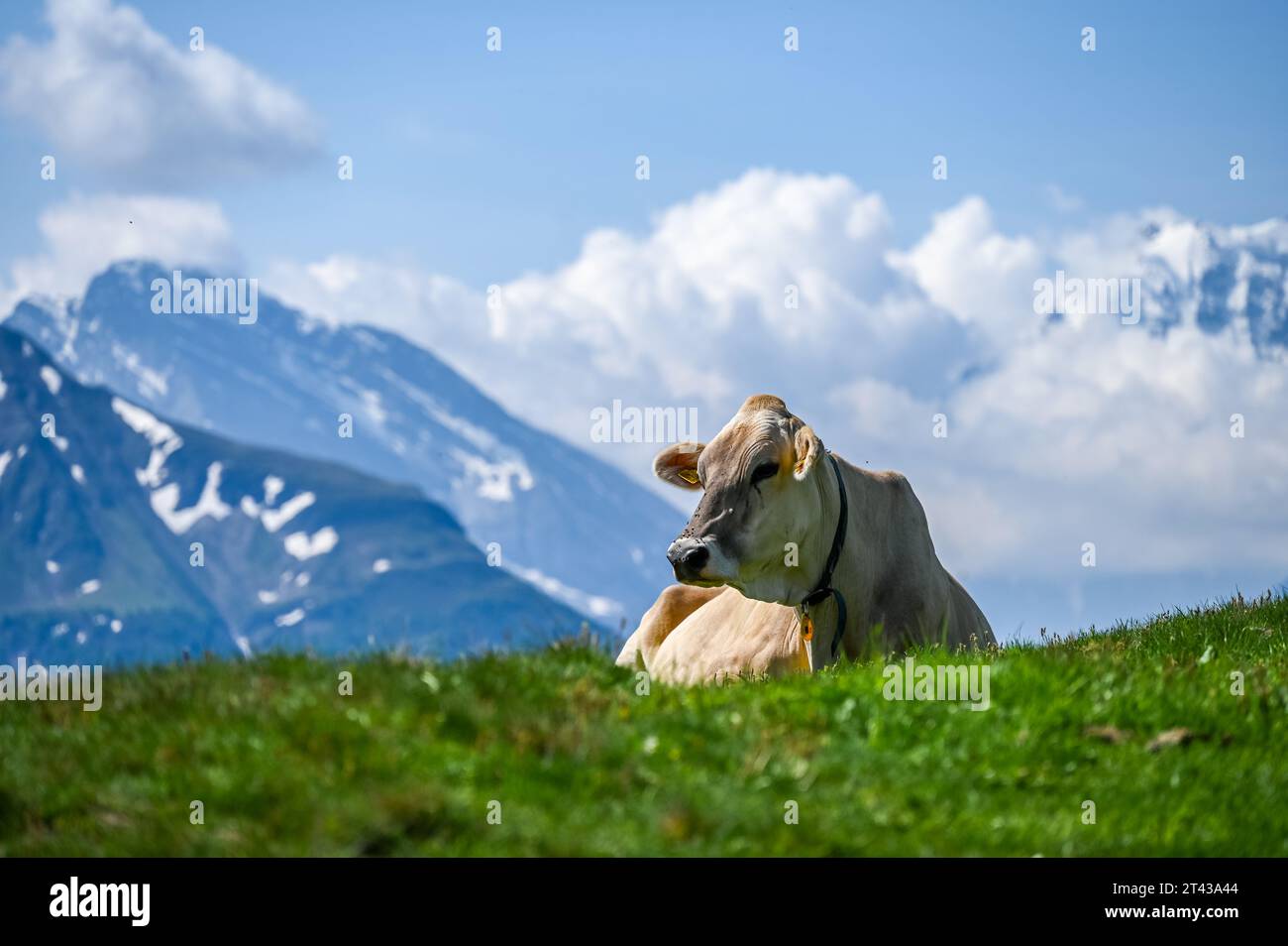 Kuh, die an einem sonnigen Tag auf Gras in den Bergen liegt Stockfoto