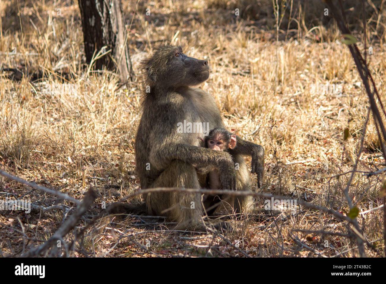 Ein Cape Pavian sitzt mit ihrem Baby im Krüger-Nationalpark Stockfoto