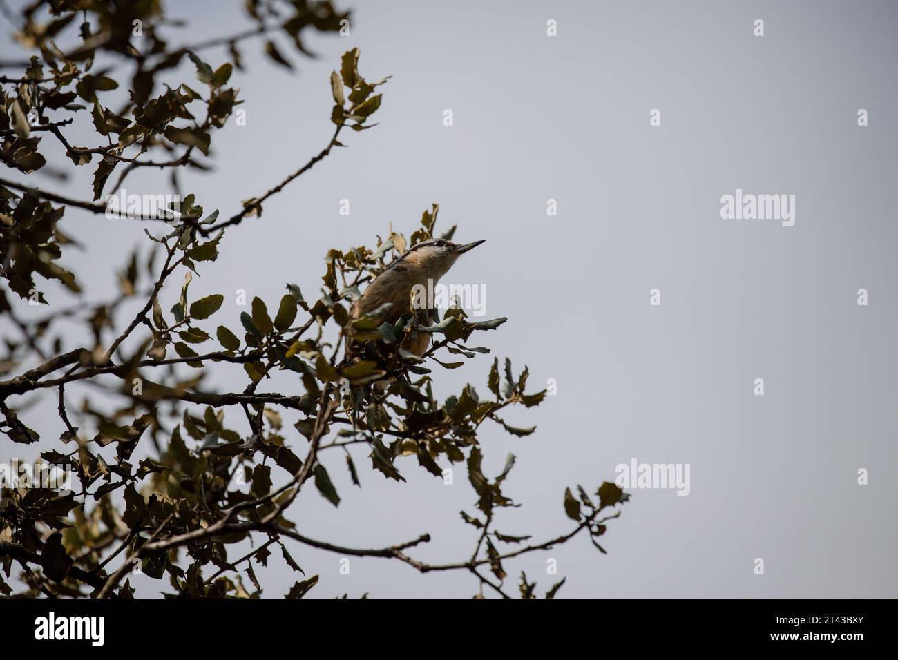 Niedliche Erwachsene Eurasische Nuthatch, getarnt unter den Blättern einer Eiche Stockfoto