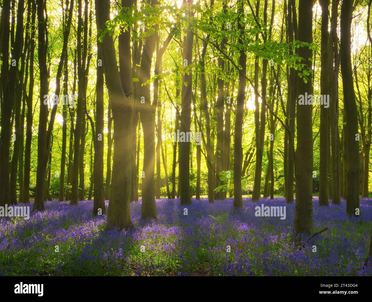 Sonnenstrahlen und Blauglocken versprechen, dass der Frühling gleich um die Ecke ist Stockfoto