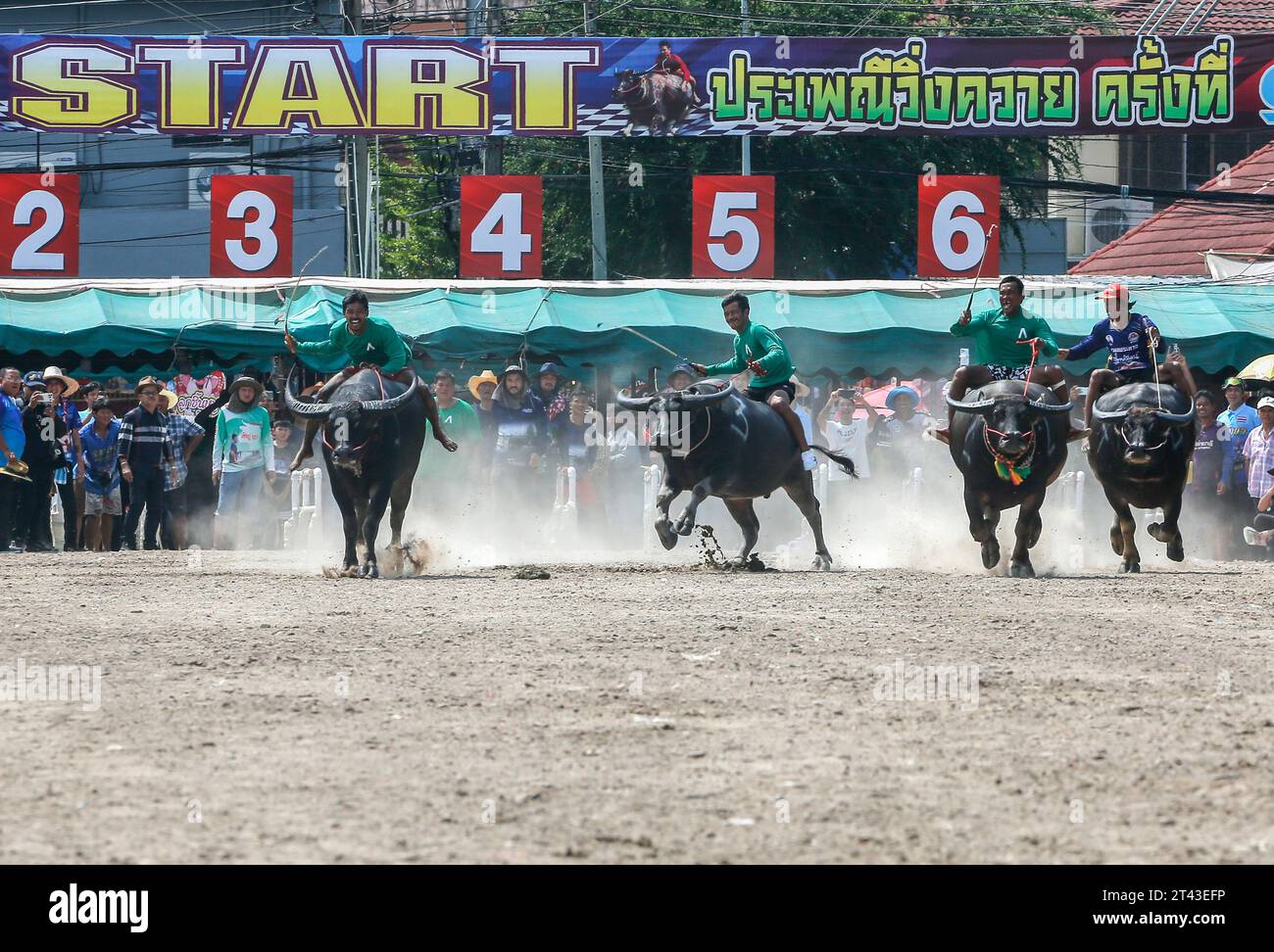 Jockeys treten beim jährlichen Buffalo Race Festival in Chonburi in der ...