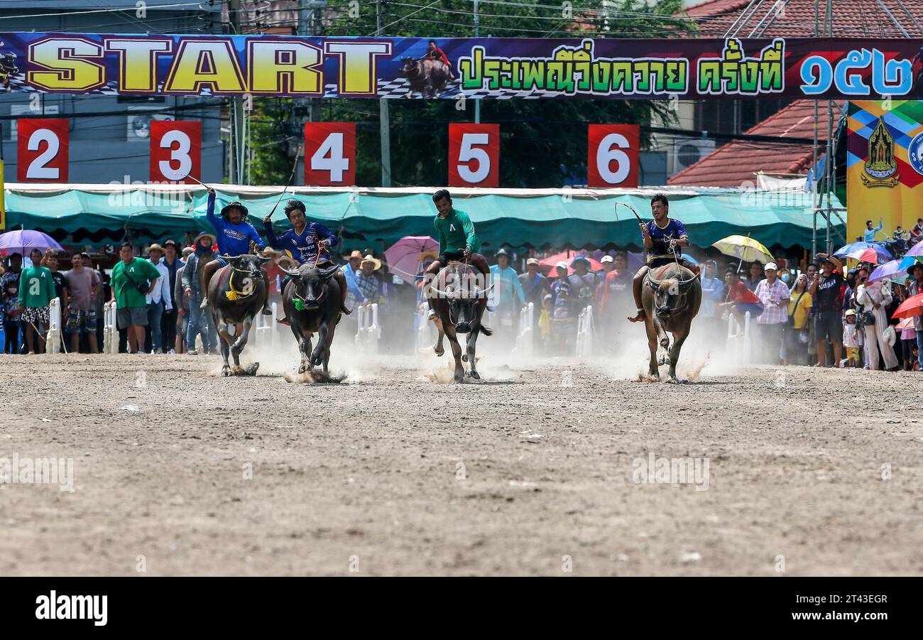 Jockeys treten beim jährlichen Buffalo Race Festival in Chonburi in der Provinz Chonburi im Osten von Bangkok an. Die Büffellauftradition ist ein traditionelles Ereignis in der Provinz Chonburi, eine der einzigartigen Traditionen von Chonburi, die seit mehr als 100 Jahren stattfindet. Die Büffellauftradition ist eine Tradition, die jährlich stattfindet. Am 16. Mond des 11. Monats oder 1 Tag vor der Fastenzeit, um die Moral der Büffel zu stärken und die Büffel nach einer langen Zeit der Landwirtschaft ruhen zu lassen. Außerdem ist es Tradition, Büffel zu betreiben, Dankbarkeit gegenüber den Büffeln zu zeigen, die ein wohlwollendes Tier für die Bauern und die Thailänder sind. Stockfoto