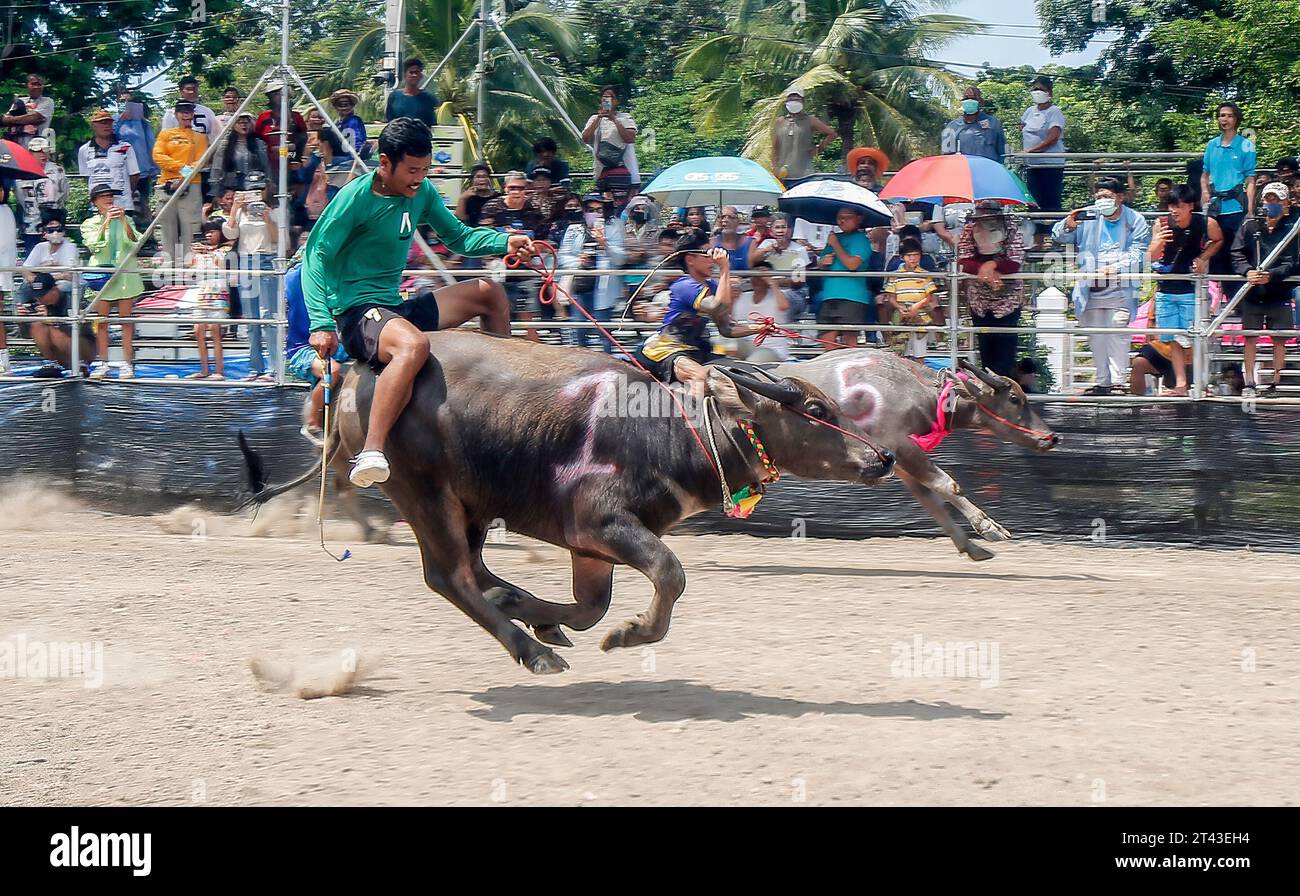 Jockeys treten beim jährlichen Buffalo Race Festival in Chonburi in der Provinz Chonburi im Osten von Bangkok an. Die Büffellauftradition ist ein traditionelles Ereignis in der Provinz Chonburi, eine der einzigartigen Traditionen von Chonburi, die seit mehr als 100 Jahren stattfindet. Die Büffellauftradition ist eine Tradition, die jährlich stattfindet. Am 16. Mond des 11. Monats oder 1 Tag vor der Fastenzeit, um die Moral der Büffel zu stärken und die Büffel nach einer langen Zeit der Landwirtschaft ruhen zu lassen. Außerdem ist es Tradition, Büffel zu betreiben, Dankbarkeit gegenüber den Büffeln zu zeigen, die ein wohlwollendes Tier für die Bauern und die Thailänder sind. Stockfoto