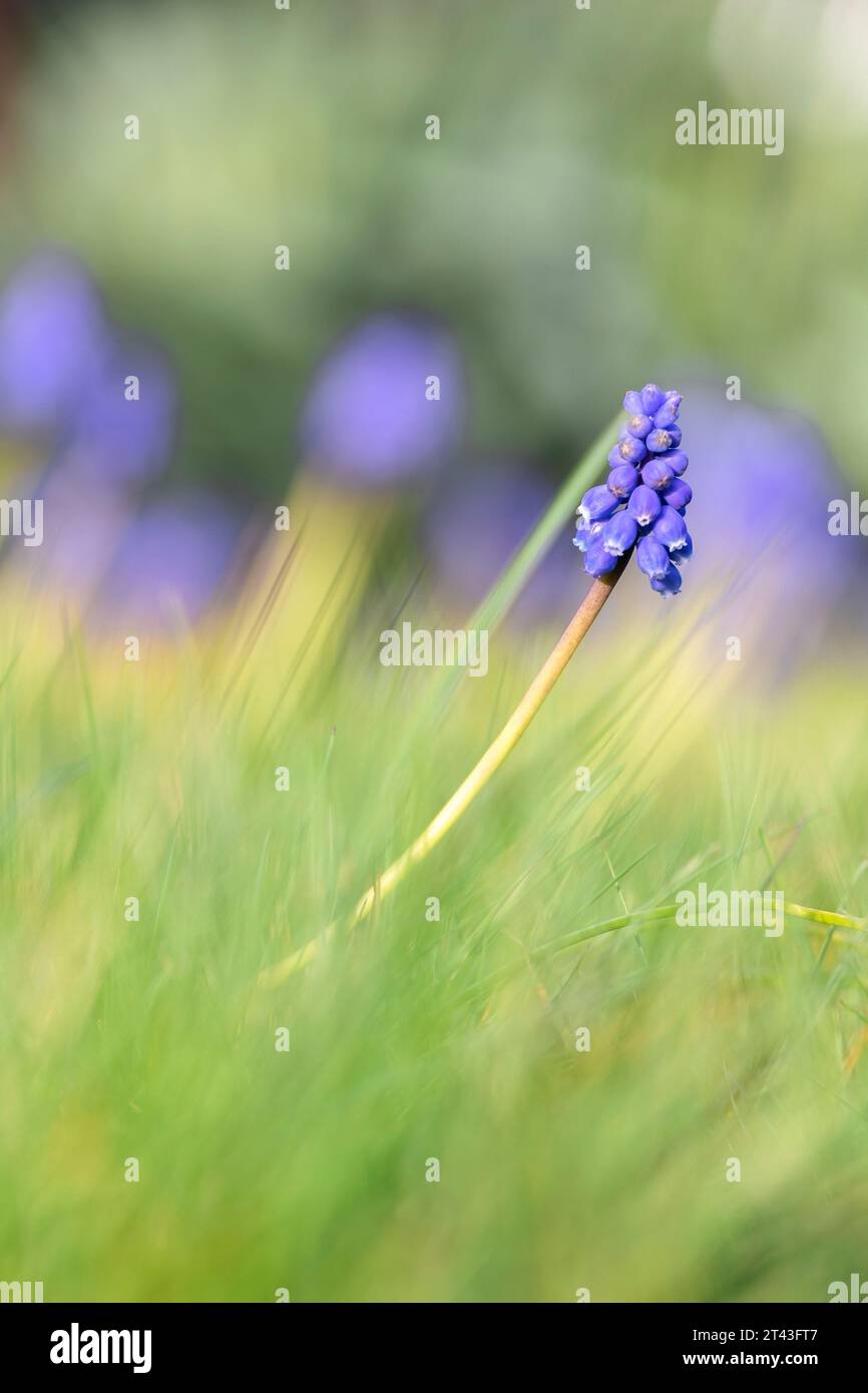 Ein vertikales Low-Shot-Porträt einer blauen Traubenhyazinthe oder Muscari-Blume, die im Frühling an einem sonnigen Tag auf einem Grasrasen eines Gartens steht. Stockfoto
