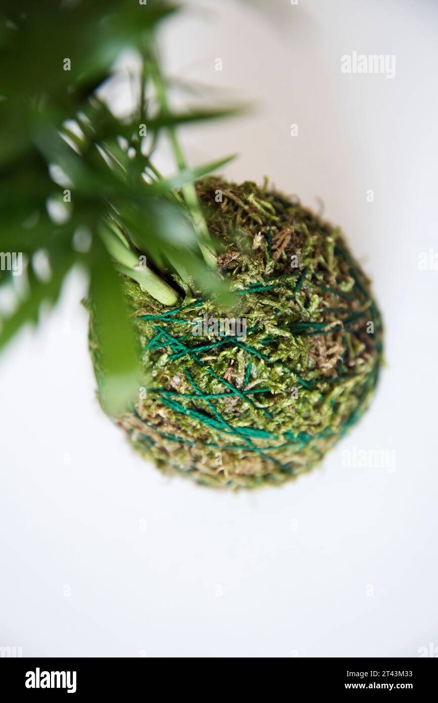 Natürliche Schönheit in der Einfachheit der moosbedeckten Kugel eines Kokedamas, ein Beweis für organische Eleganz. Stockfoto