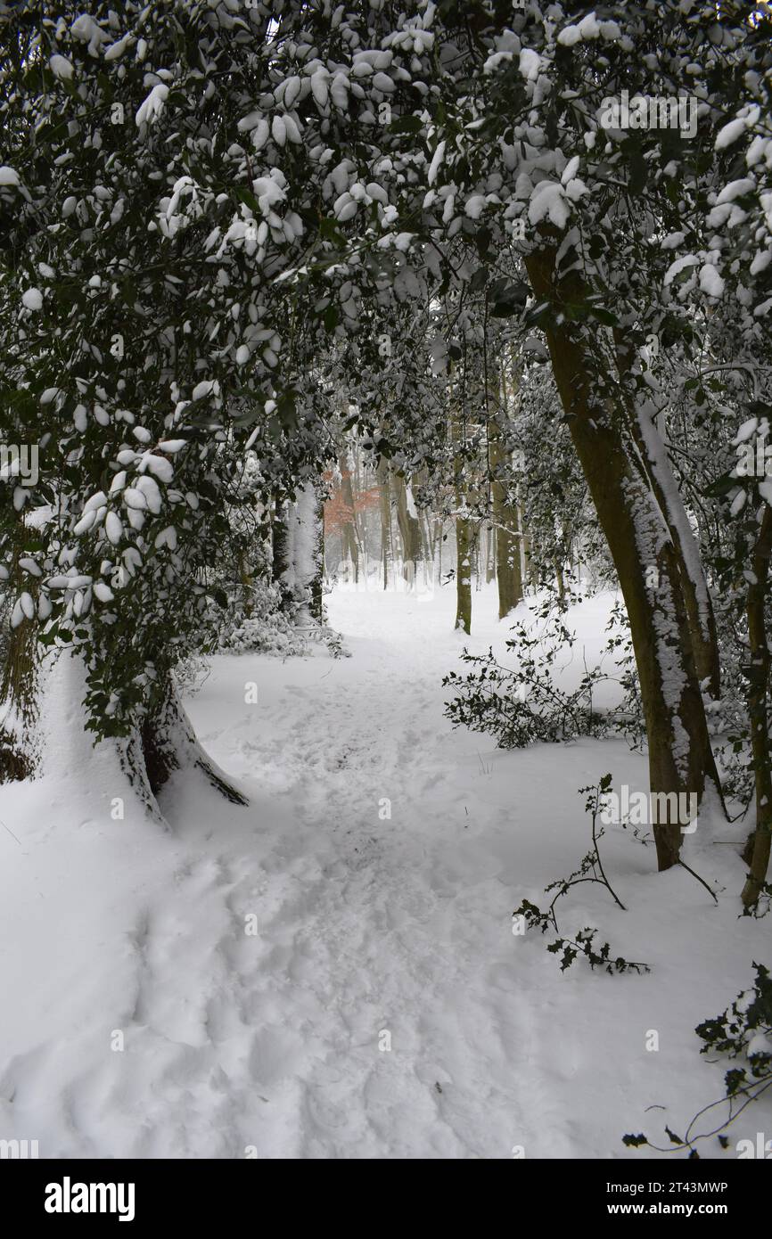 Spaziergang durch einen Wald voller Schnee im Winter in den Niederlanden. Stockfoto