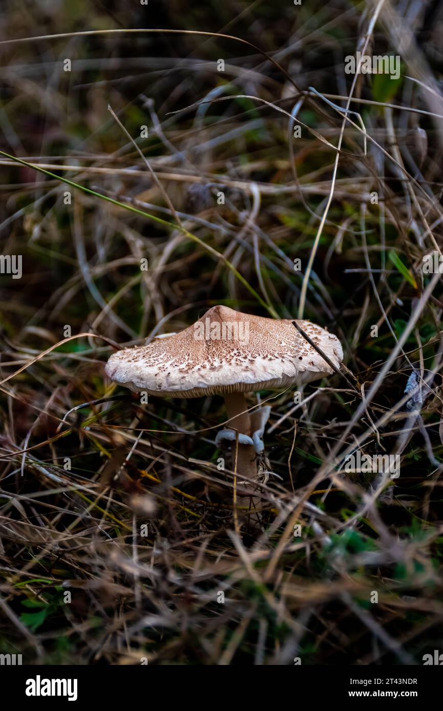 Pilz im Wald Stockfoto