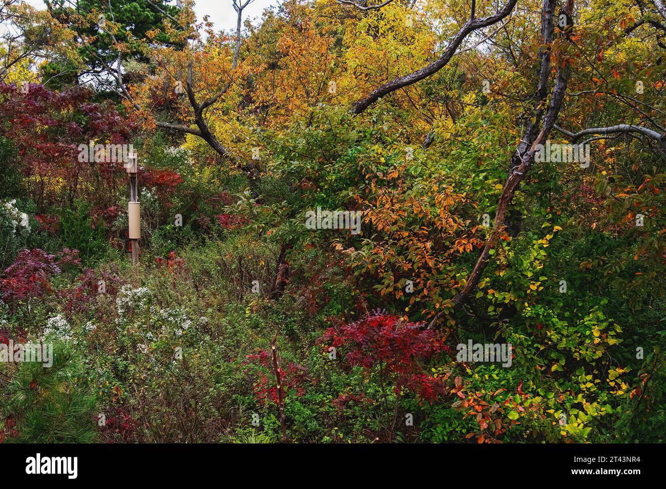 Herbstfarben mit Vogelkästchen im Jamaica Bay Wildlife Refuge Ende Oktober Stockfoto